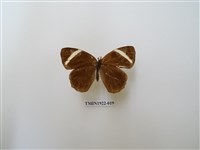 藏品(玉帶黛眼蝶)的圖片